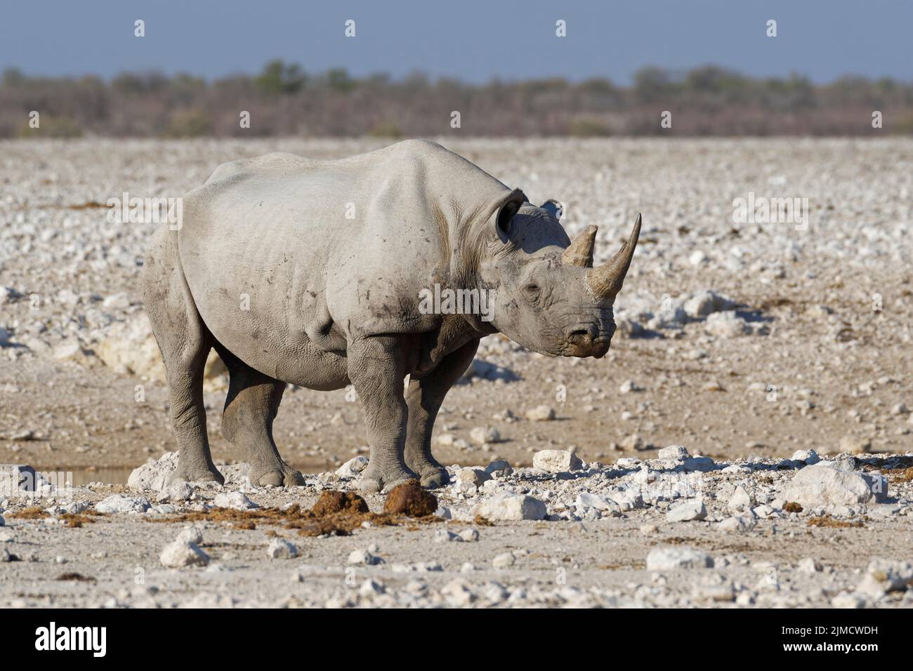 Rinoceronte negro (Diceros bicornis), adulto de pie en el pozo de agua, Parque Nacional Etosha, Namibia, África Foto de stock