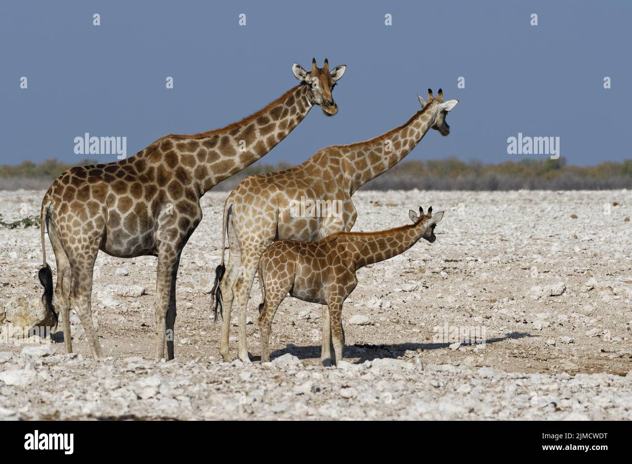 Jirafas angoleñas (Giraffa camelopardalis angolensis), hembra adulta (izquierda) con hembra joven y potro en el pozo de agua, alerta, Parque Nacional Etosha, Namibi Foto de stock