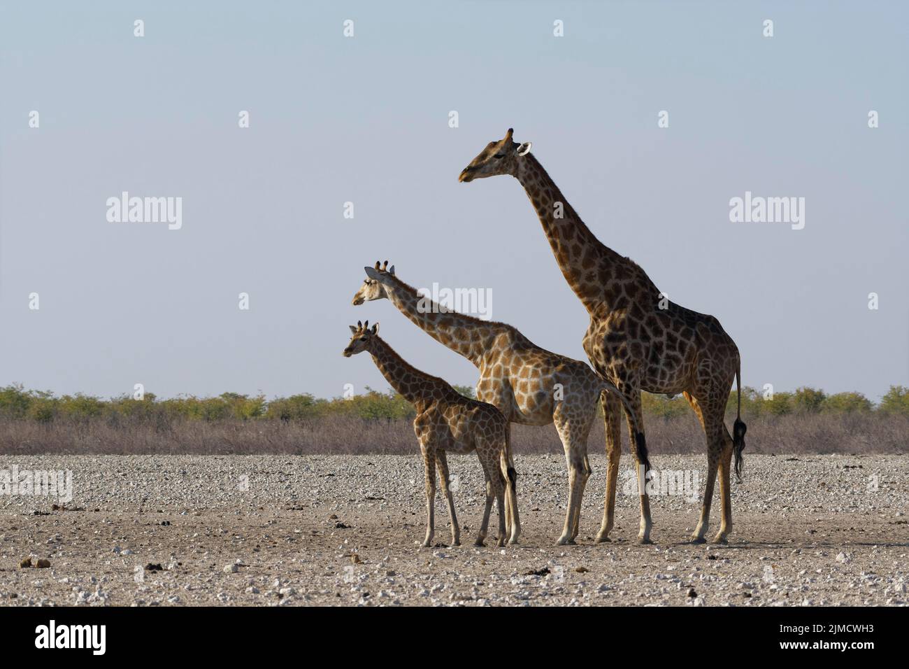 Jirafas angoleñas (Giraffa camelopardalis angolensis), macho adulto con hembra joven y potro, en tierra árida, alerta, Parque Nacional Etosha, Namibia, AFR Foto de stock
