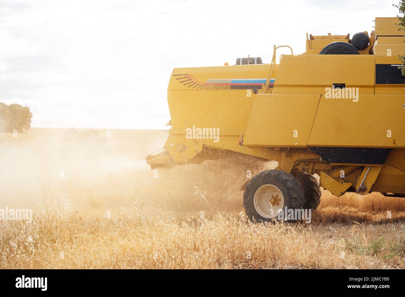 Cosechadora industrial amarilla que recoge cultivos de grano con carrete de metal en el campo agrícola con árboles en el campo el día de verano Foto de stock