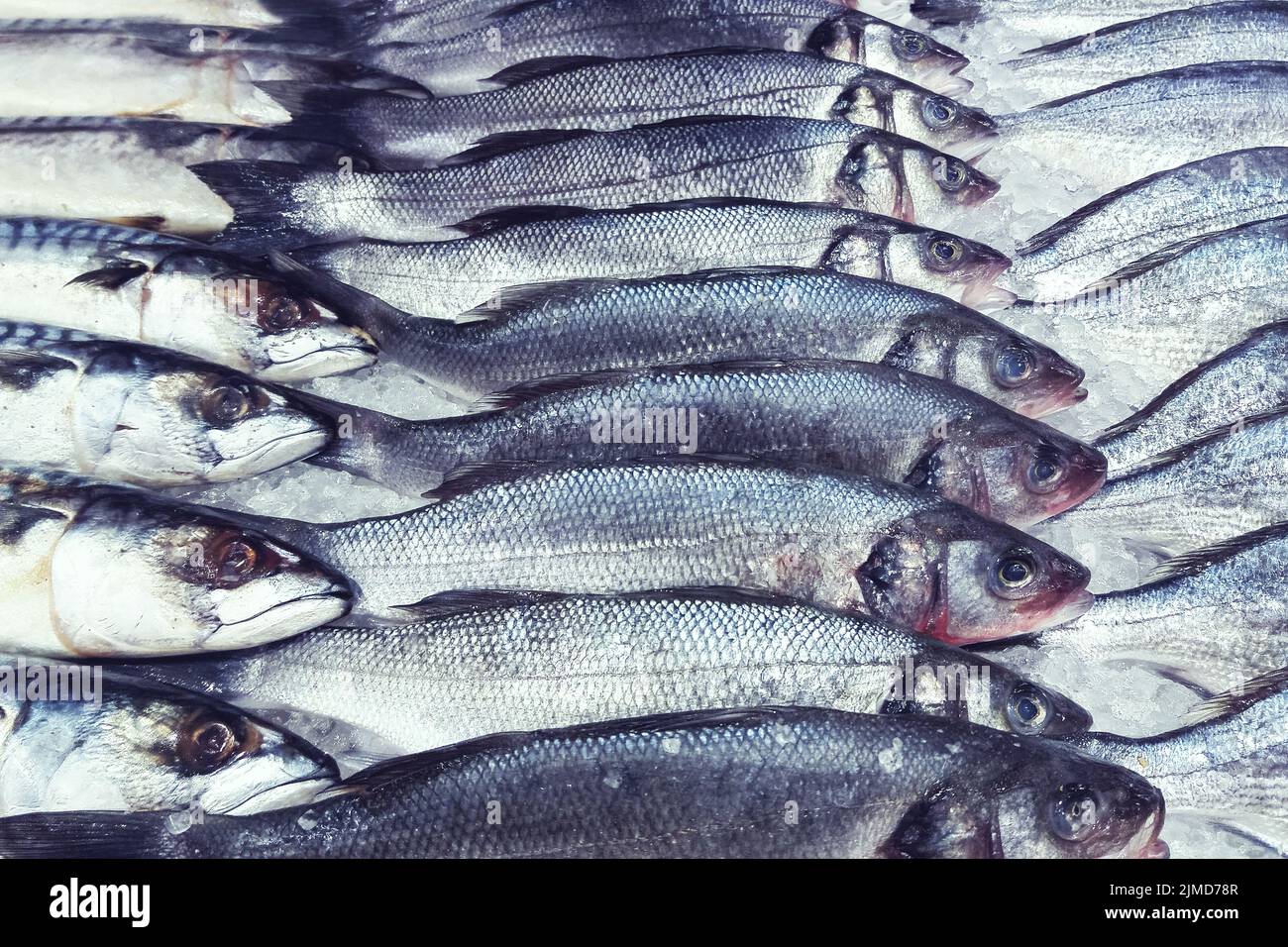 Pescado fresco sobre hielo en la exhibición del supermercado Foto de stock