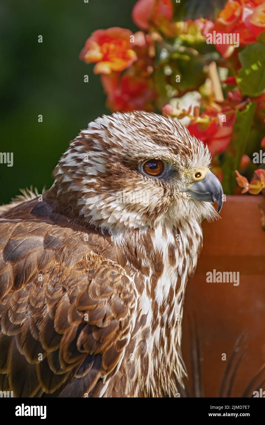 El halcón sacre (Falco cherrug) Foto de stock