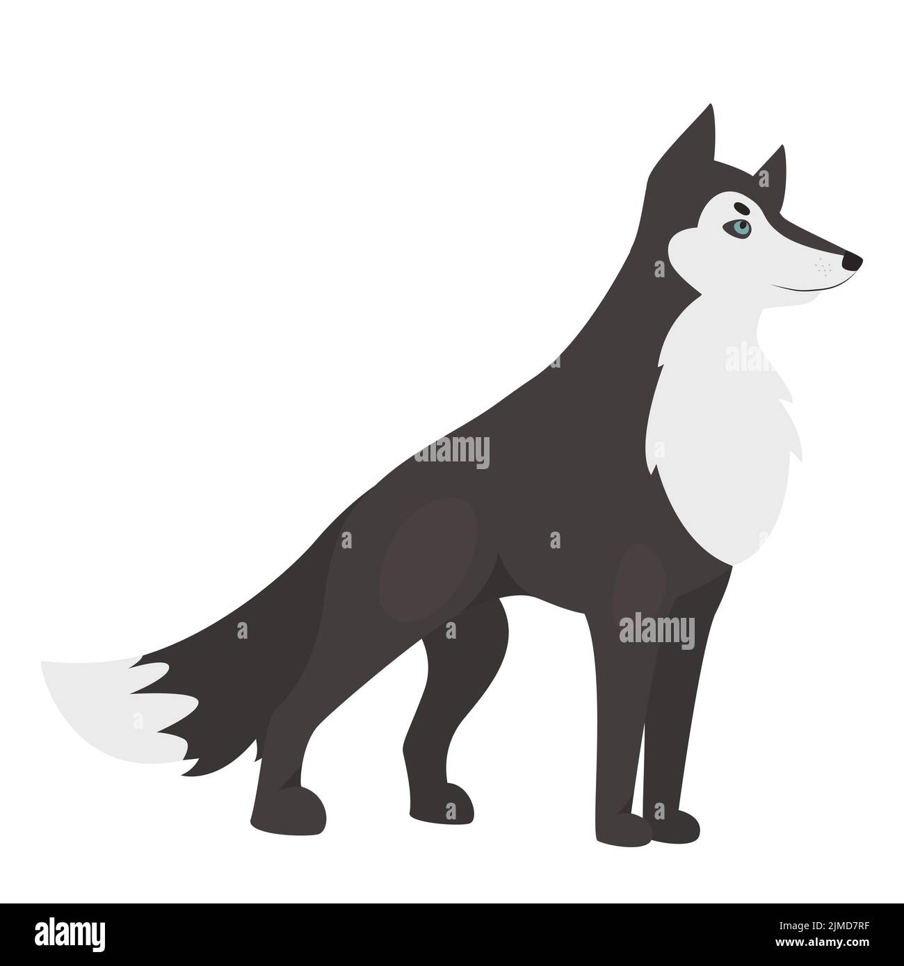 Lobo salvaje animal. Fauna silvestre, miembro de la familia del perro, ilustración del vector depredador grande Ilustración del Vector