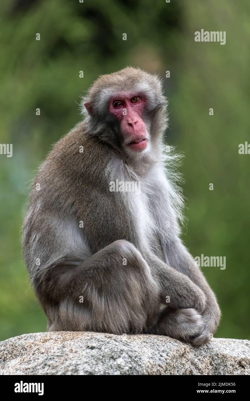 Curioso mono Lapondera Macaca nemestrina sobre una roca Foto de stock