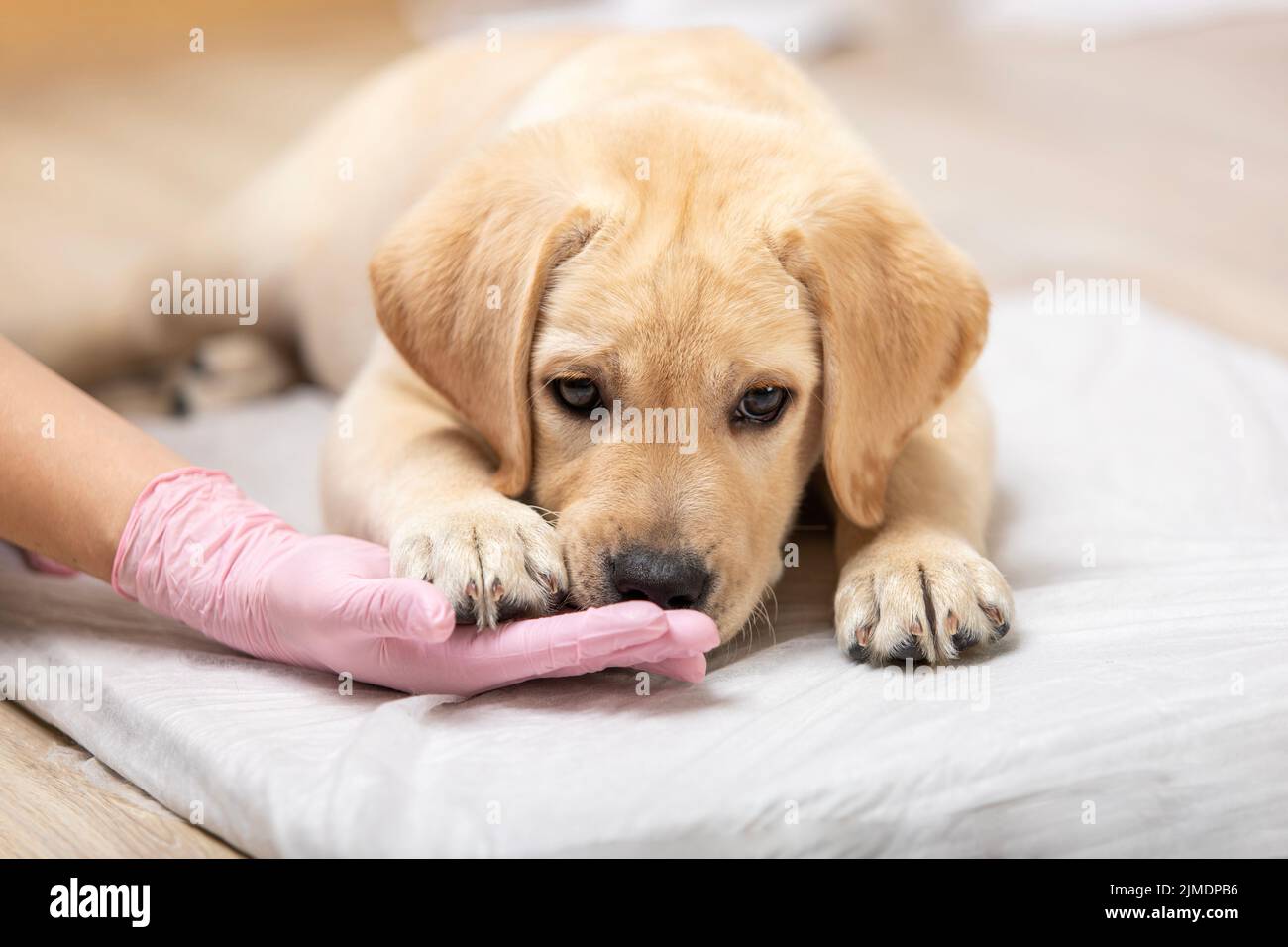 Perrito del retriever que juega con el veterinario. Dueño del trabajo de la profesión del cuidado del animal doméstico de la medicina de copyspace Foto de stock