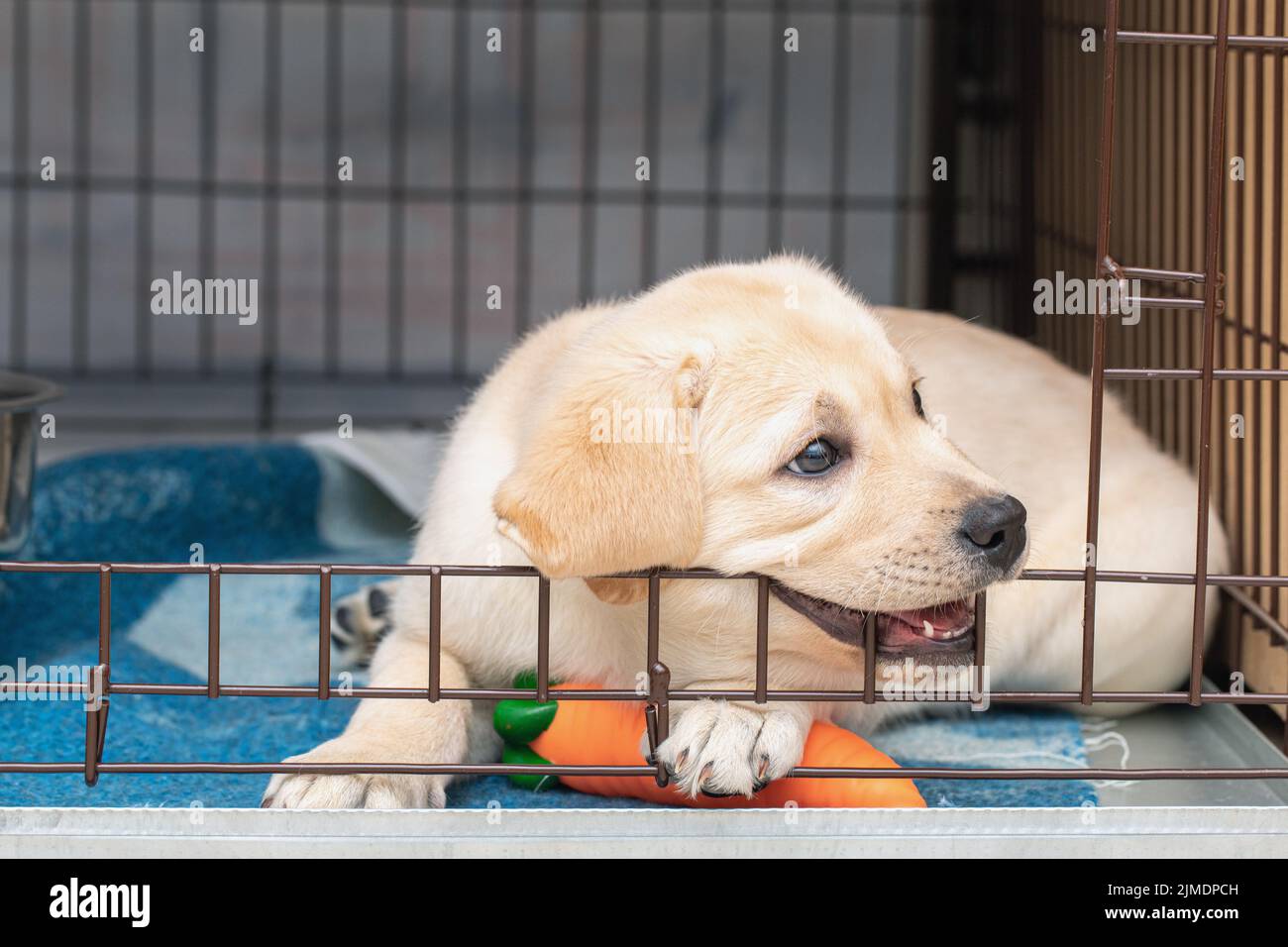 Week old labrador puppy fotografías e imágenes de alta resolución - Alamy