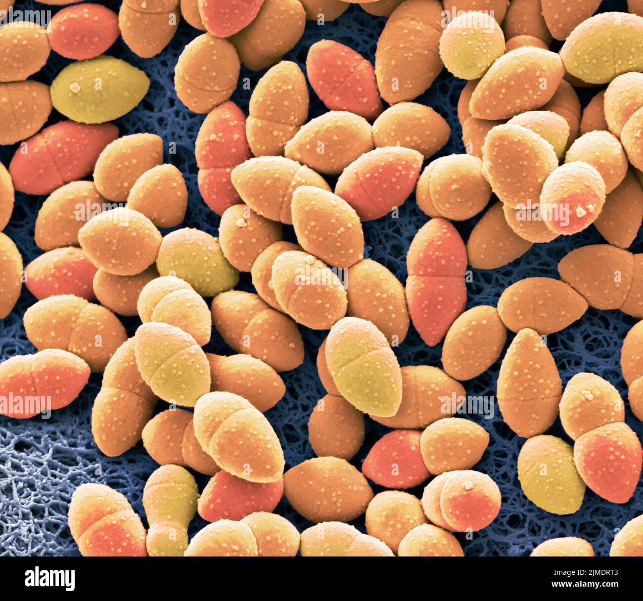 Bacterias kefir, SEM Foto de stock