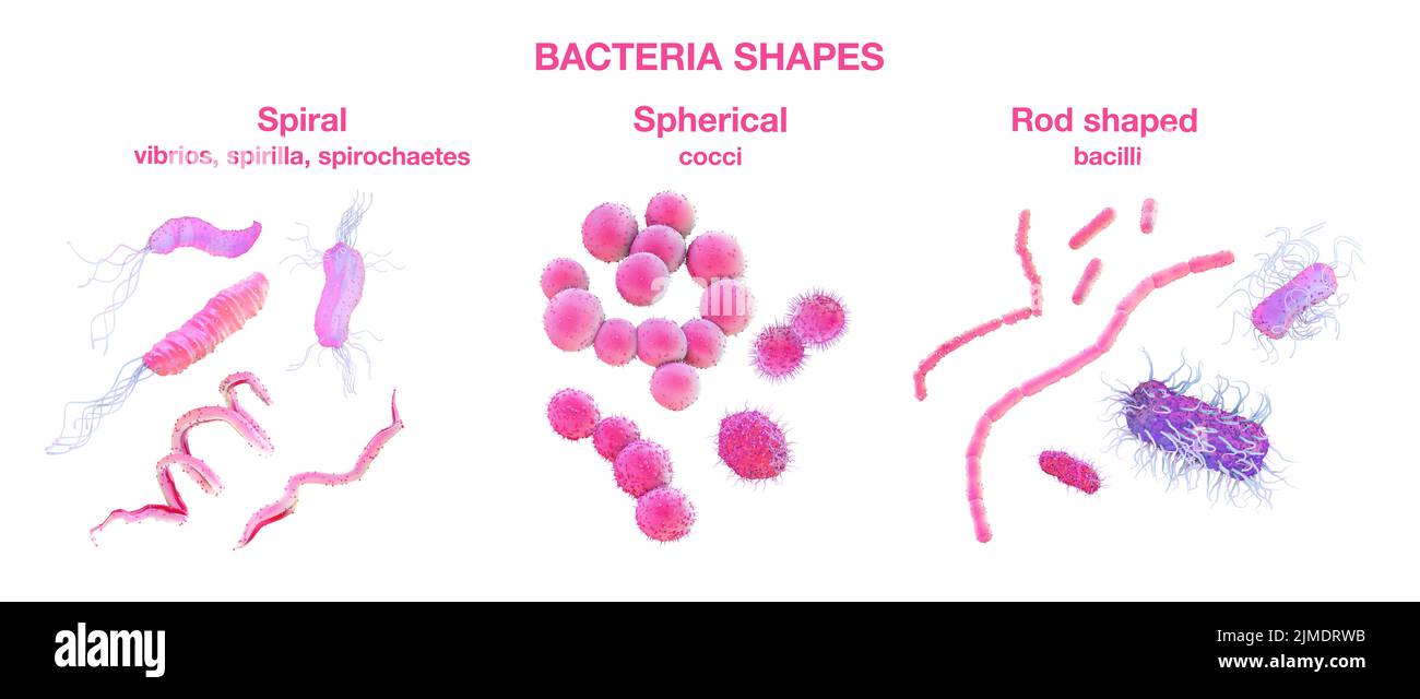 Diferentes tipos de formas bacterianas, ilustración Foto de stock