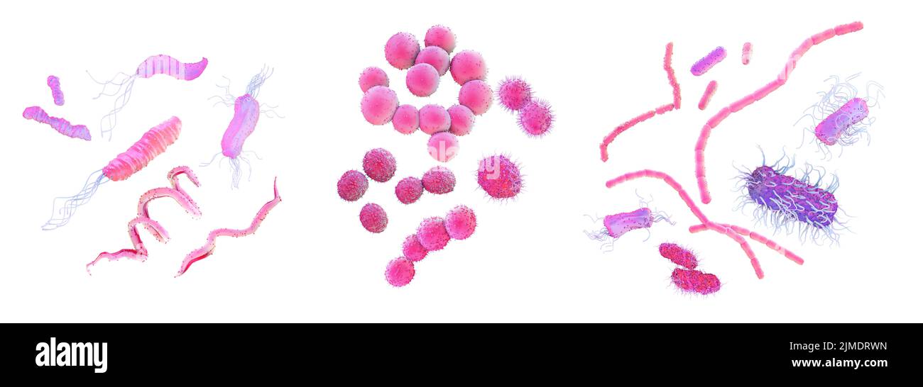 Diferentes formas bacterianas, ilustración Foto de stock