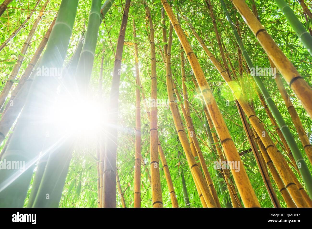 Bosque verde de bambú y matorrales Con la luz brillante resplandor rayo de sol de los rayos del sol, mira la parte superior, textura ecológica Foto de stock