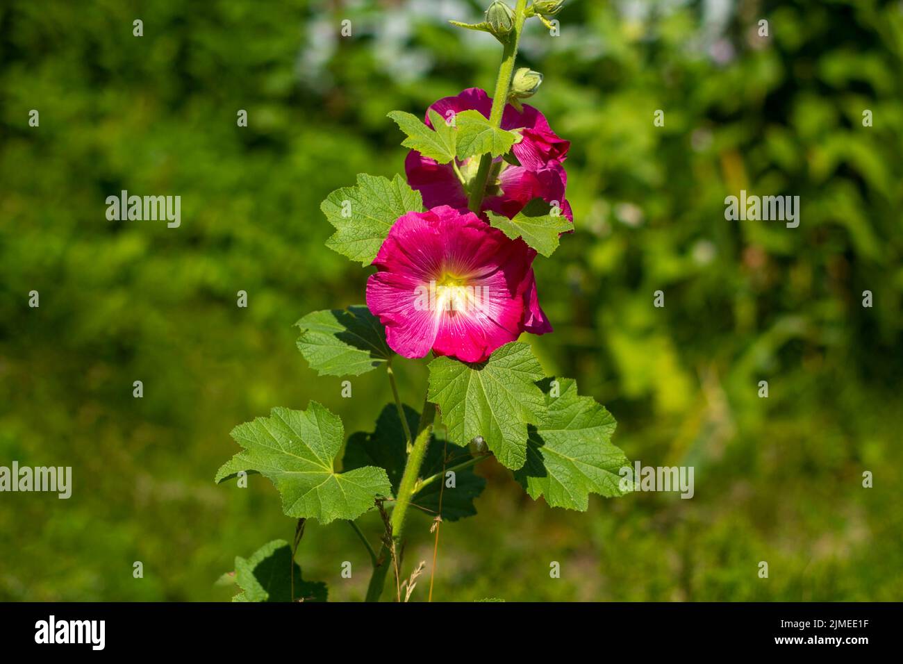 Flor de malva roja, Alcea rosea, floreciendo en el jardín. Foto de stock
