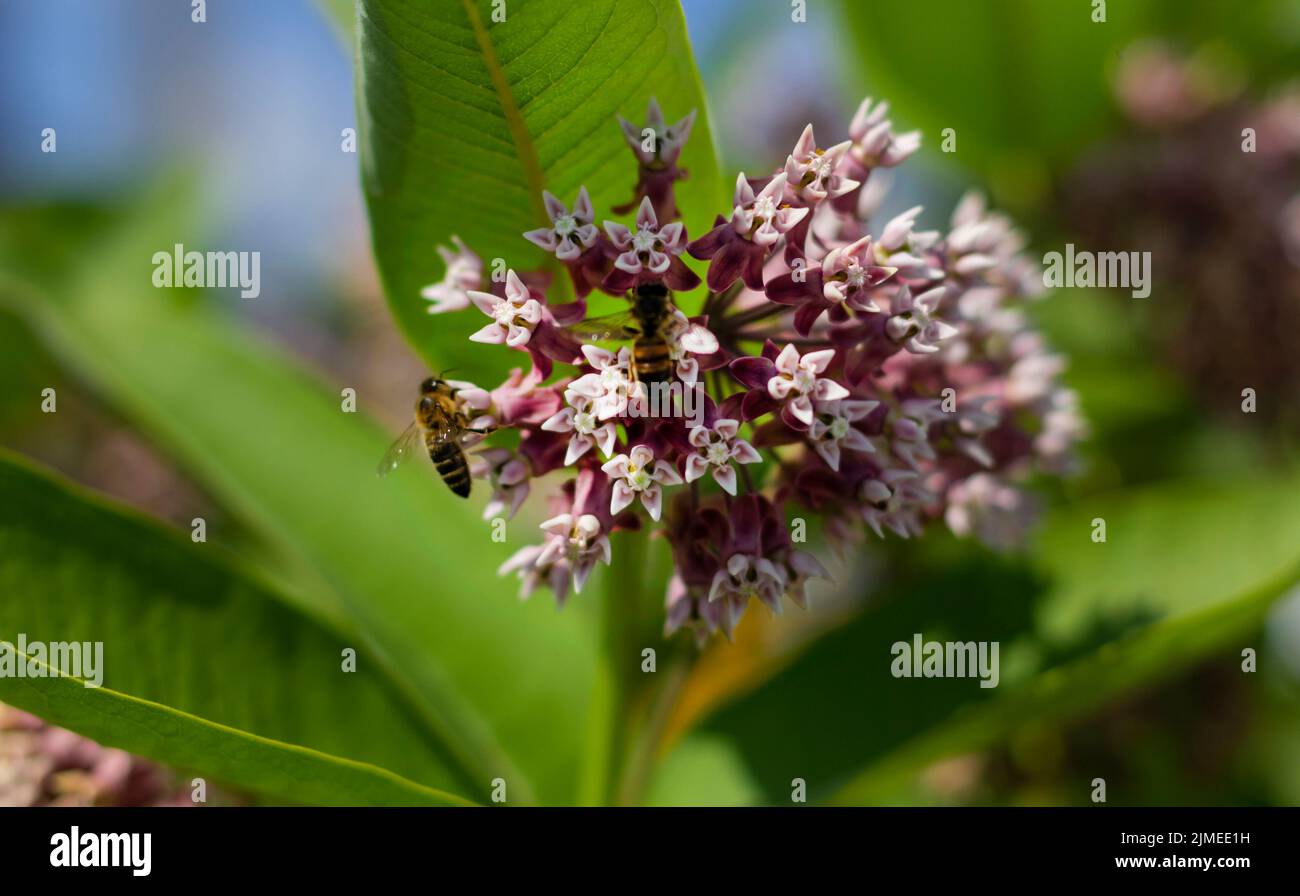Ordeño sirio, flores lila pequeñas en brotes. Dos abejas. Foco difuminado Foto de stock