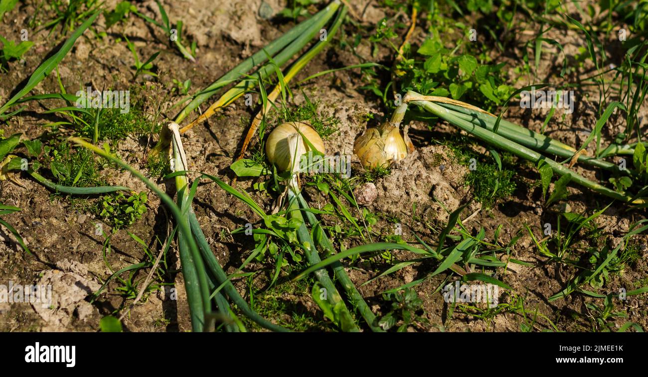 Las cebollas se cultivan en el suelo en parcelas personales. Plantas de cebolla crecen en el campo de cerca Foto de stock