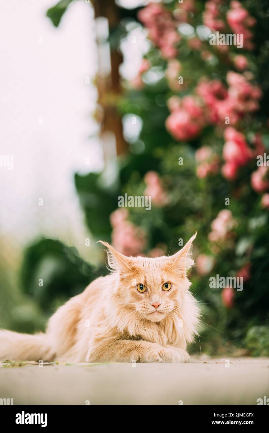 Divertido divertido Curious lindo Maine Coon Cat con brillante color rojo crema de piel sólida se encuentra en la pasarela sobre el fondo de la flor. Mascotas a pie. Las mascotas son increíbles Foto de stock