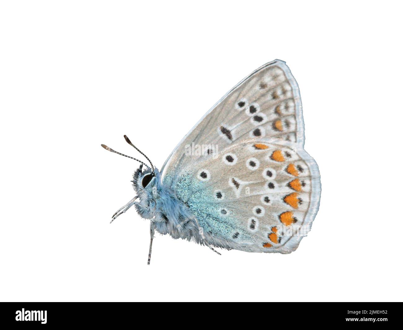 Mariposa azul común masculina (Polyommatus icaro) aislada sobre blanco. Foto de stock