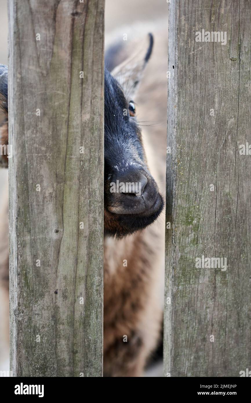 Primer plano de una cabra detrás de una valla de madera en la granja. Foto de stock
