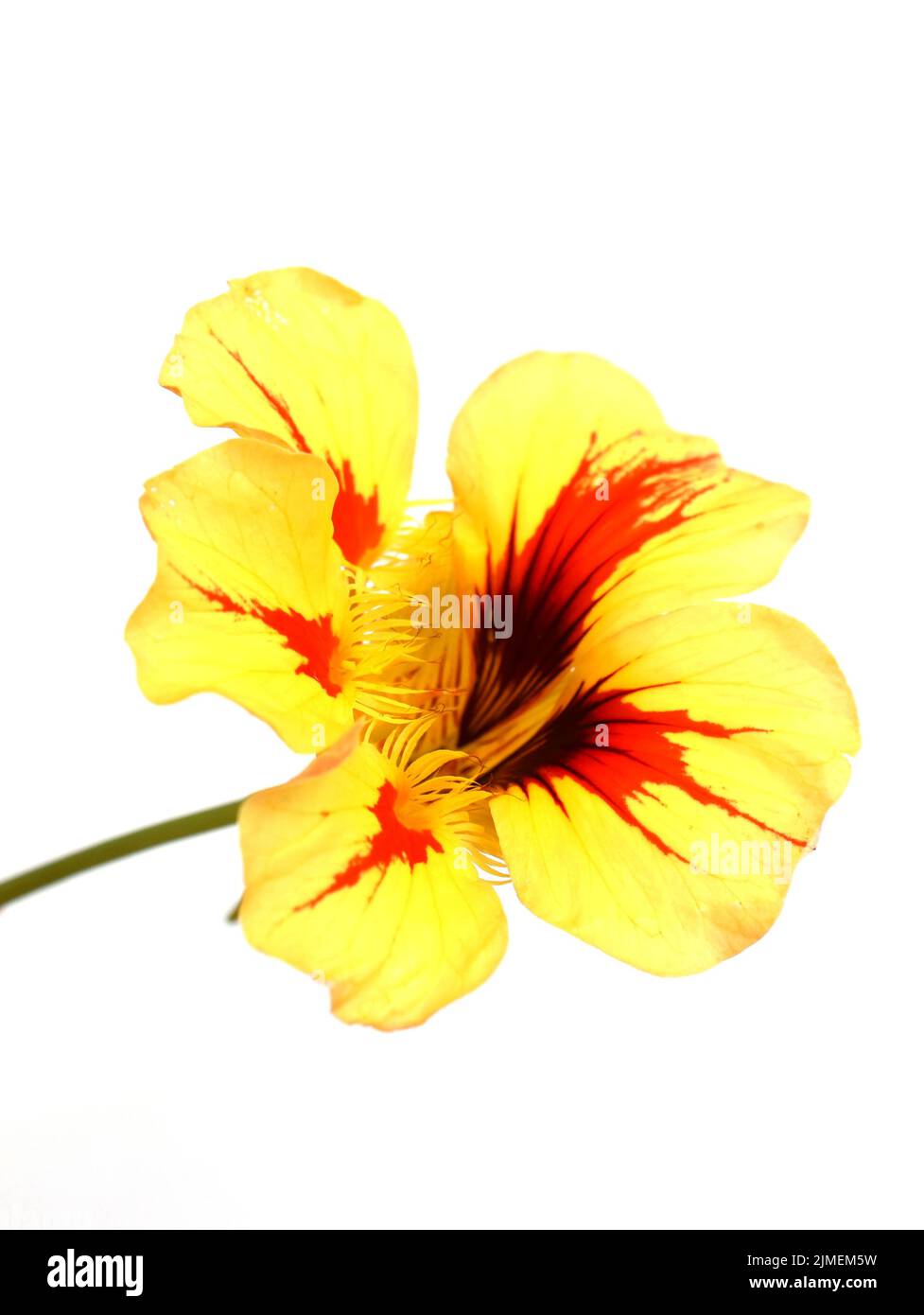 Flor roja y amarilla del jardín nasturtium Tropaeolum majus aislada sobre fondo blanco Foto de stock