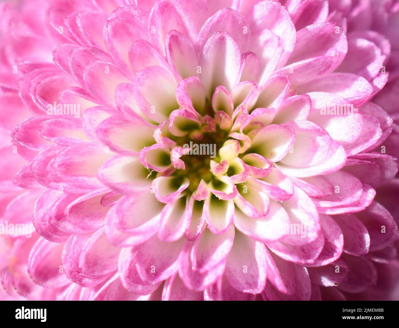 Primer plano extremo de la flor rosada del crisantemo Foto de stock