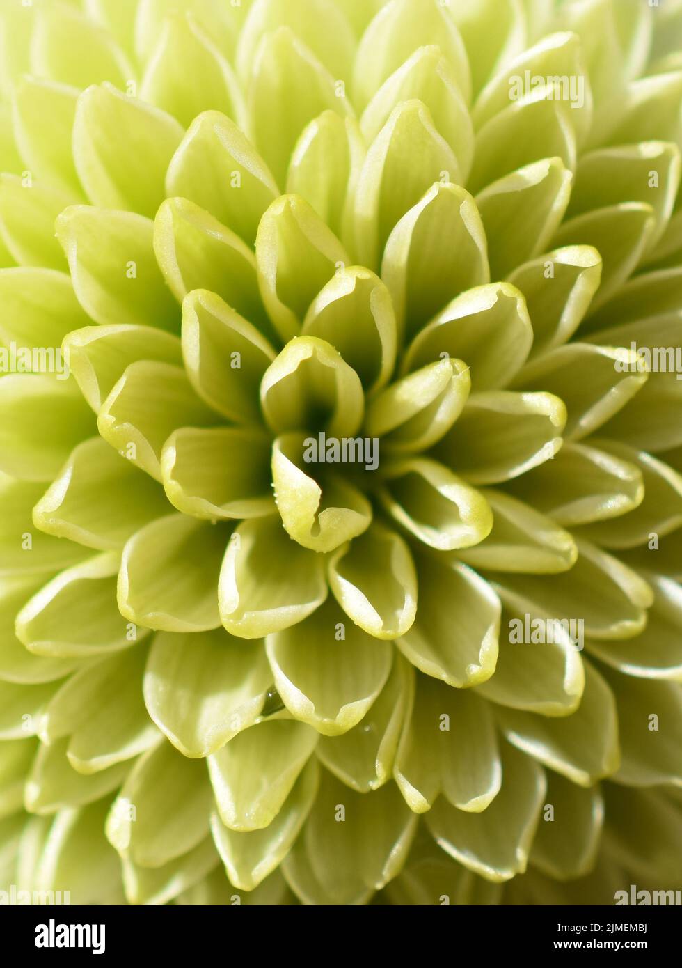Primer plano extremo de la flor verde del crisantemo Foto de stock