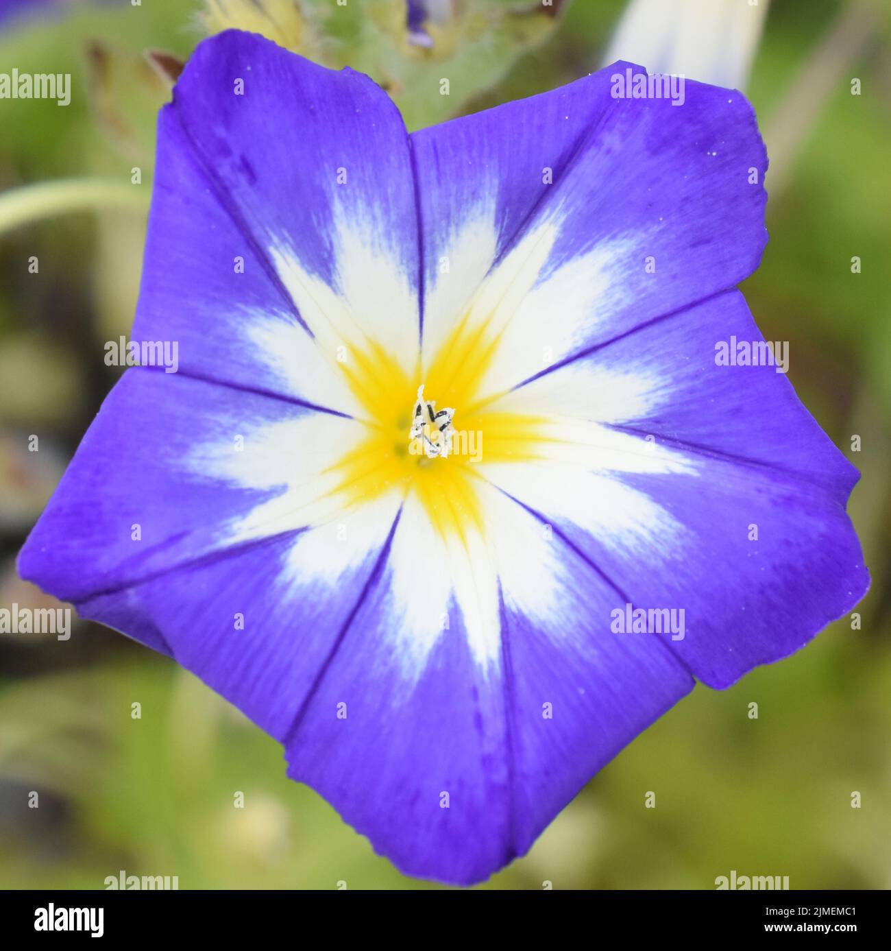 Mañana-gloria enana Convolvulus flores tricolor azul Foto de stock