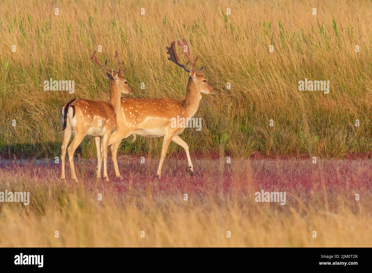 observa un par de ciervos con topos que están en la hierba Foto de stock