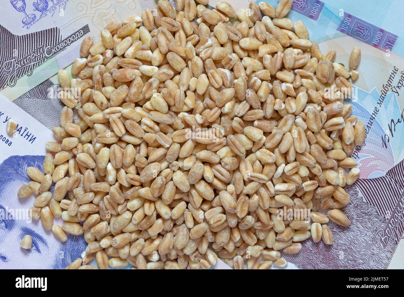 Gran montón de granos de trigo mintiendo en varios billetes ucranianos hrivnya Foto de stock