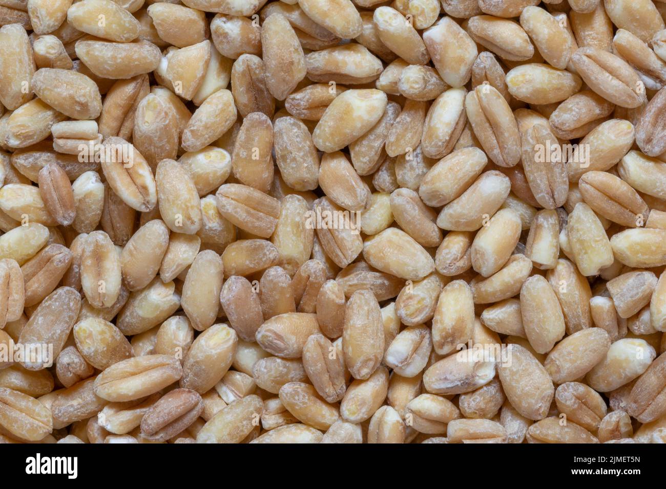 primer plano de montón de granos de trigo Foto de stock