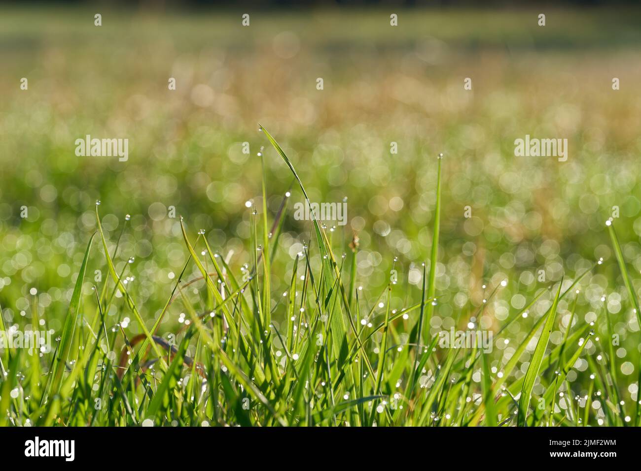 Hierba con gotas de rocío en un prado en el principio mañana al amanecer Foto de stock
