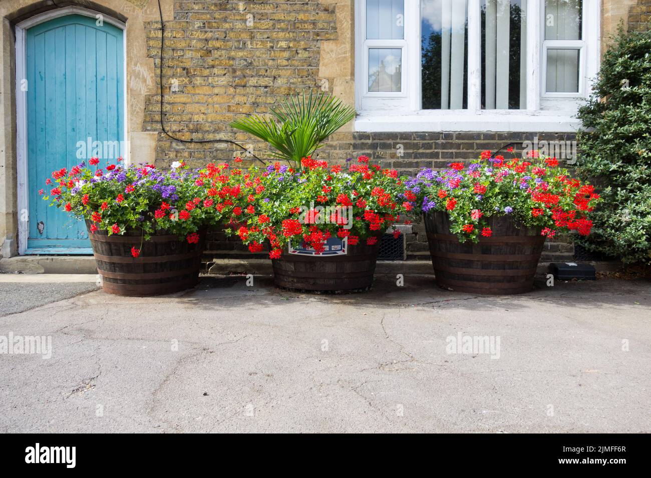 Coloridas plantas con flores y barriles de plantas con luz solar brillante Foto de stock