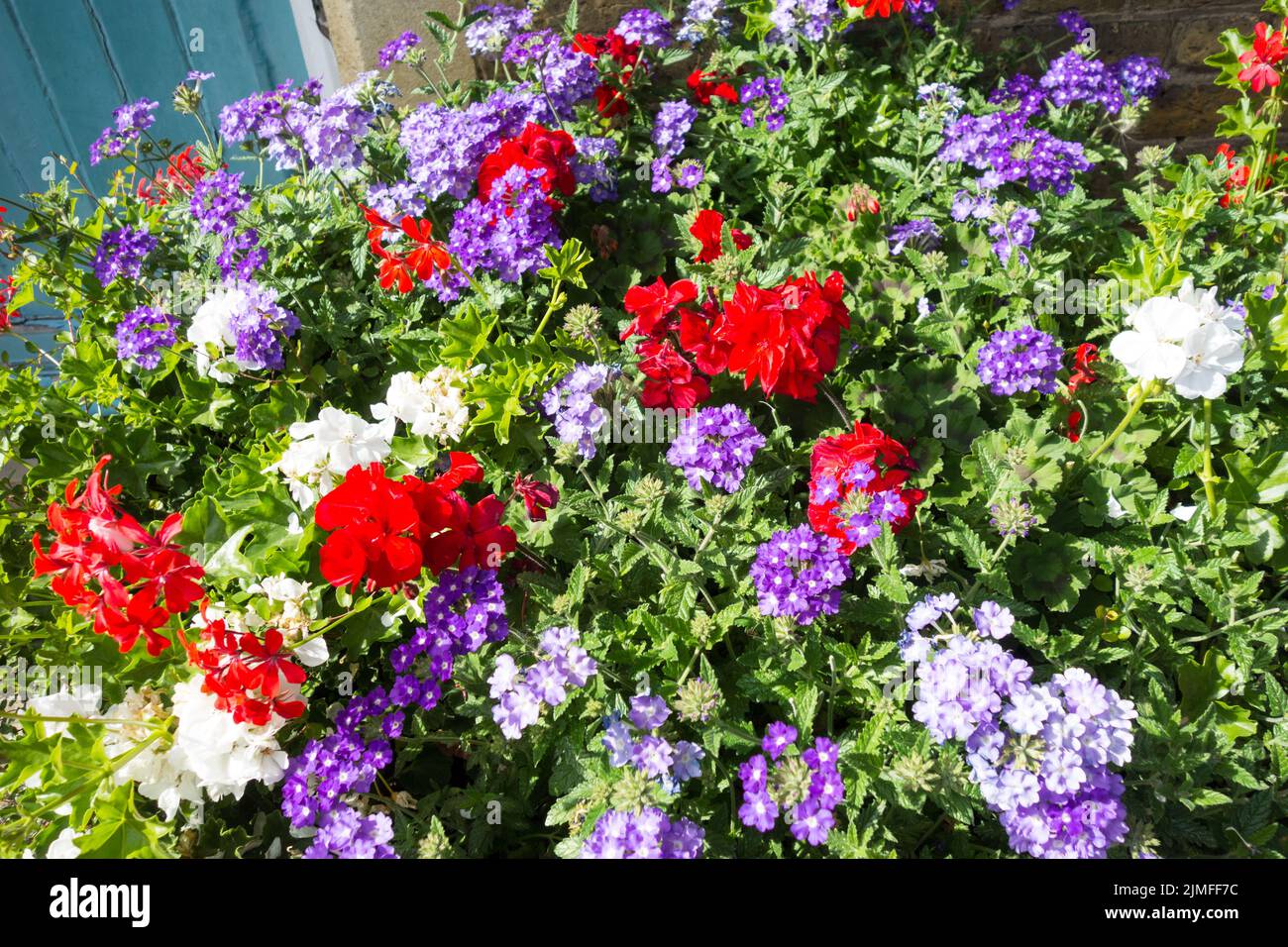 Primer plano de plantas coloridas con flores en sol brillante Foto de stock