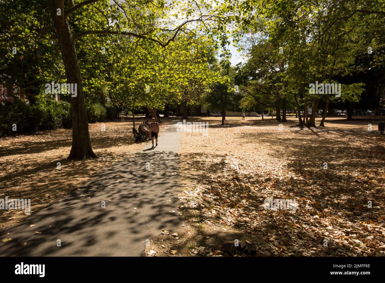 La sequía-inducida la hierba parchada y la caída de la hoja en Barnes Common, Barnes, Londres, SW13, Inglaterra, REINO UNIDO Foto de stock