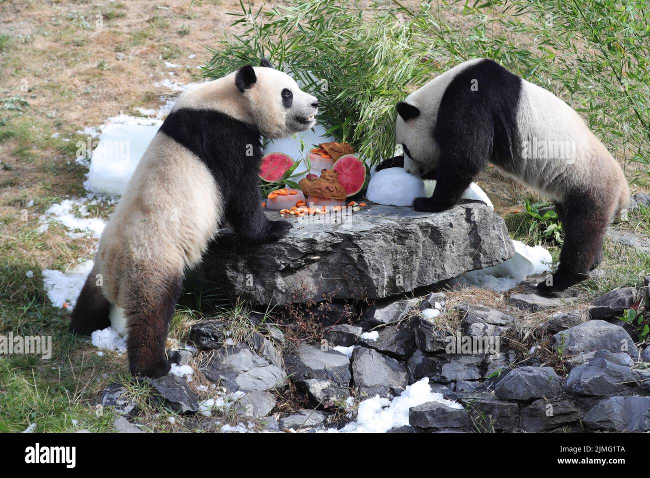 Brugelette, Bélgica. 6th de Ago de 2022. Los gemelos panda gigantes 'Bao Di' (A) y 'Bao Mei' tienen una comida de cumpleaños en el zoológico Pairi Daiza en Brugelette, Bélgica, el 6 de agosto de 2022. La celebración del tercer cumpleaños de los gemelos panda Bao Di y Bao Mei, nacidos el 8 de agosto de 2019 a Hao Hao y Xing Hui, tuvo lugar el sábado en el zoológico de Pairi Daiza. Crédito: Zheng Huansong/Xinhua/Alamy Live News Foto de stock