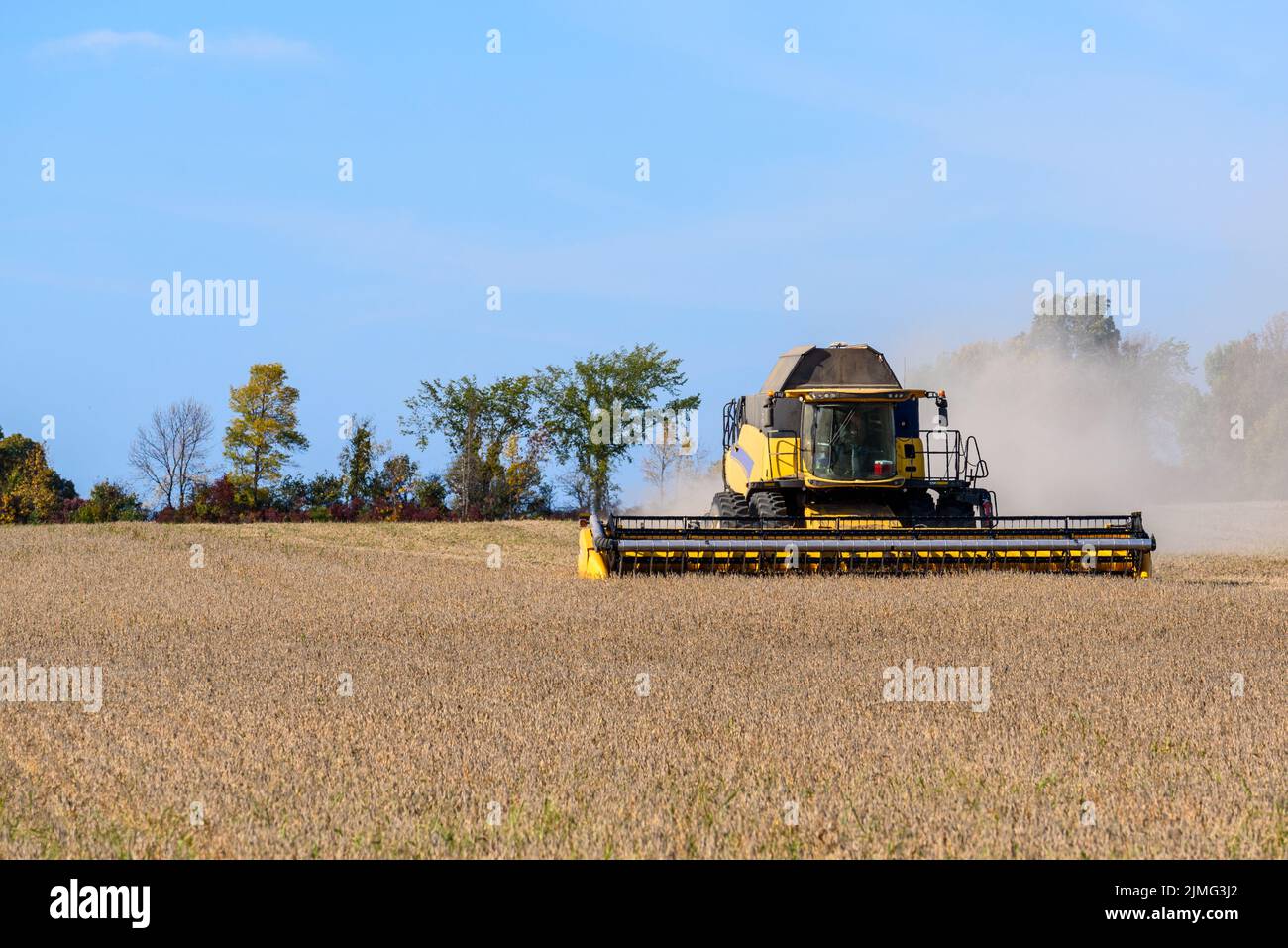 Combine la cosecha de trigo en un claro día de otoño Foto de stock