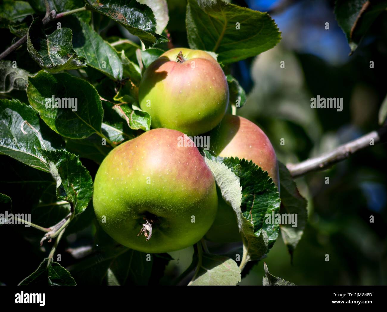 Apple Foto de stock