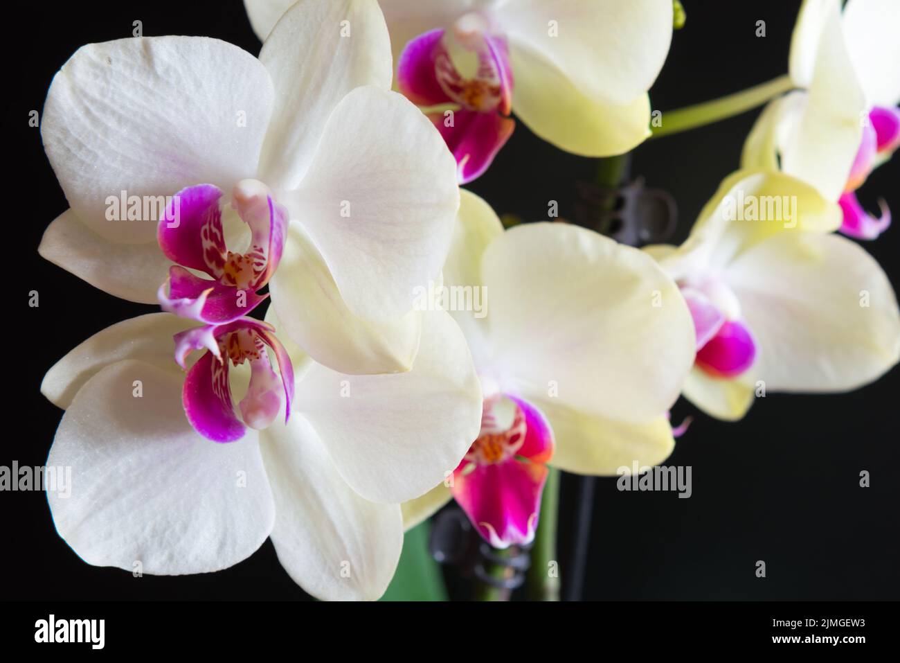Orquídeas flores blancas Foto de stock