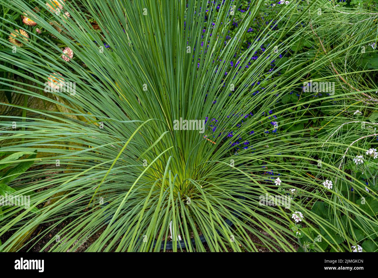 Los árboles de hierba (Xanthorrhoea preissii) conocidos como balga, es una especie de monocultivo perenne muy extendida en el suroeste de Australia. Foto de stock