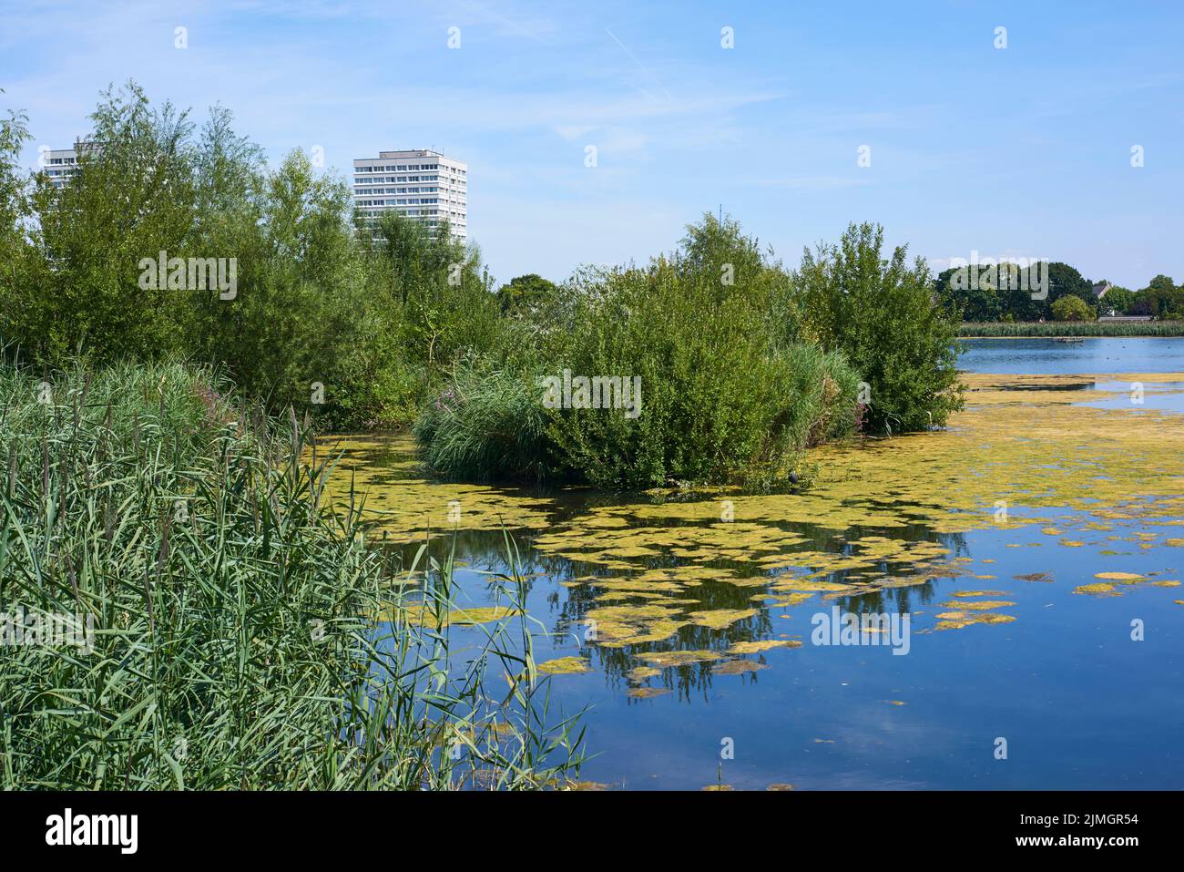 Woodberry Wetlands Nature Reserve cerca de Stoke Newington, al norte de Londres, a finales del verano de 2022 Foto de stock