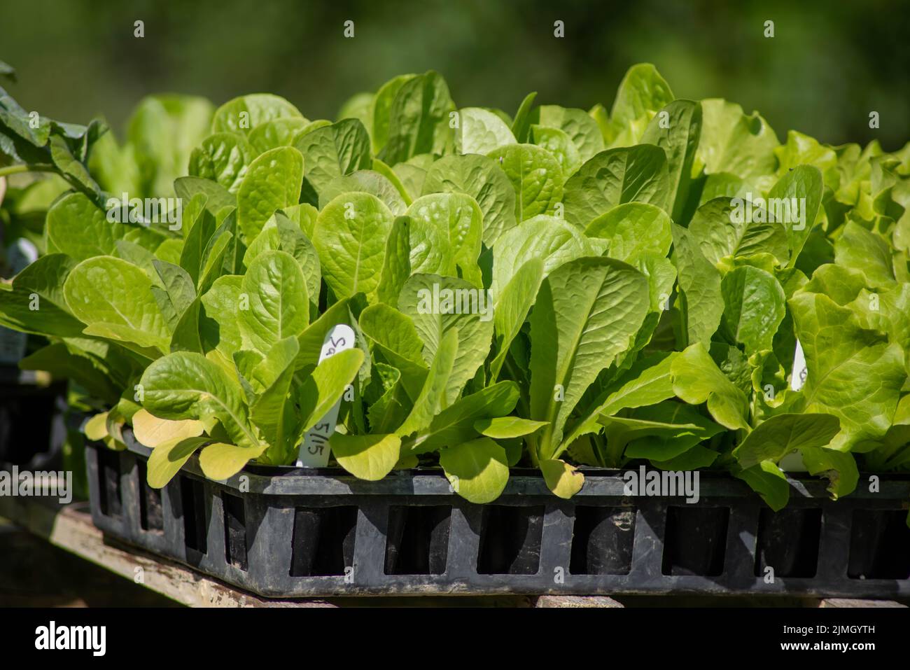 Plantones de lechuga de hoja verde en bandejas de jardín al aire libre en granja orgánica Foto de stock