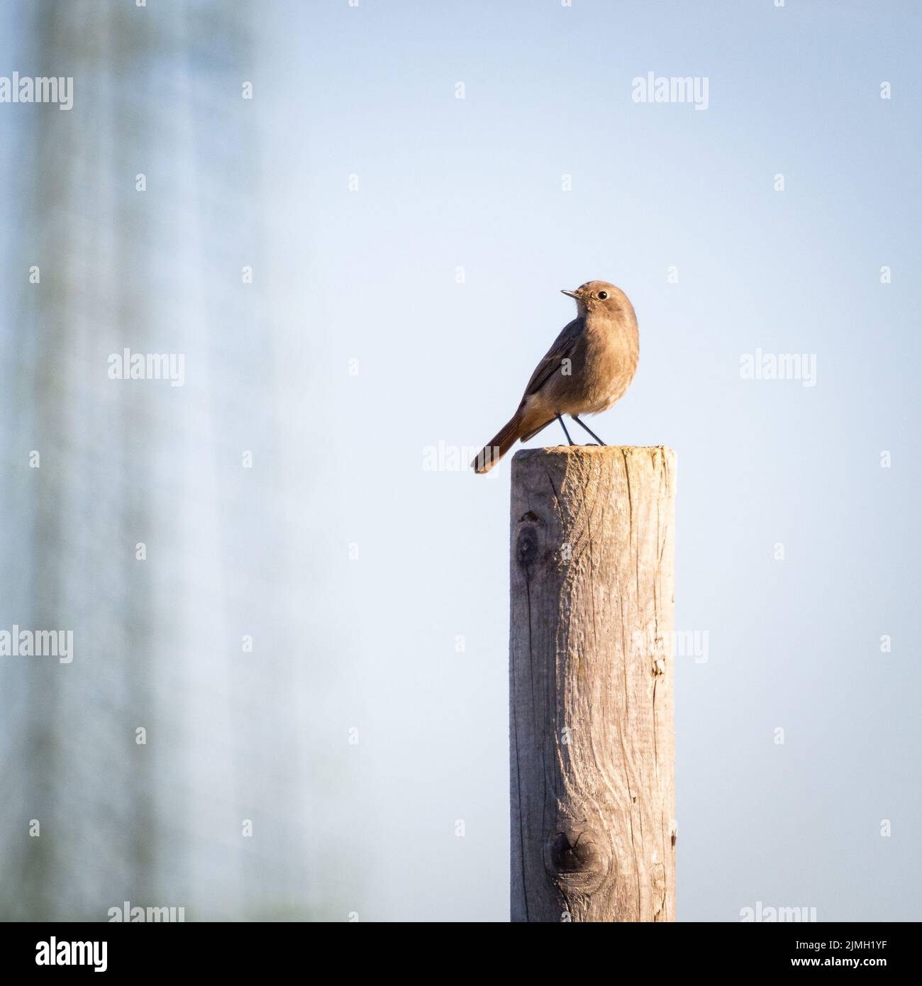 Negro Redstart sobre poste de metal encaramado en clima frío ( Phoenicurus ochruros ) Foto de stock