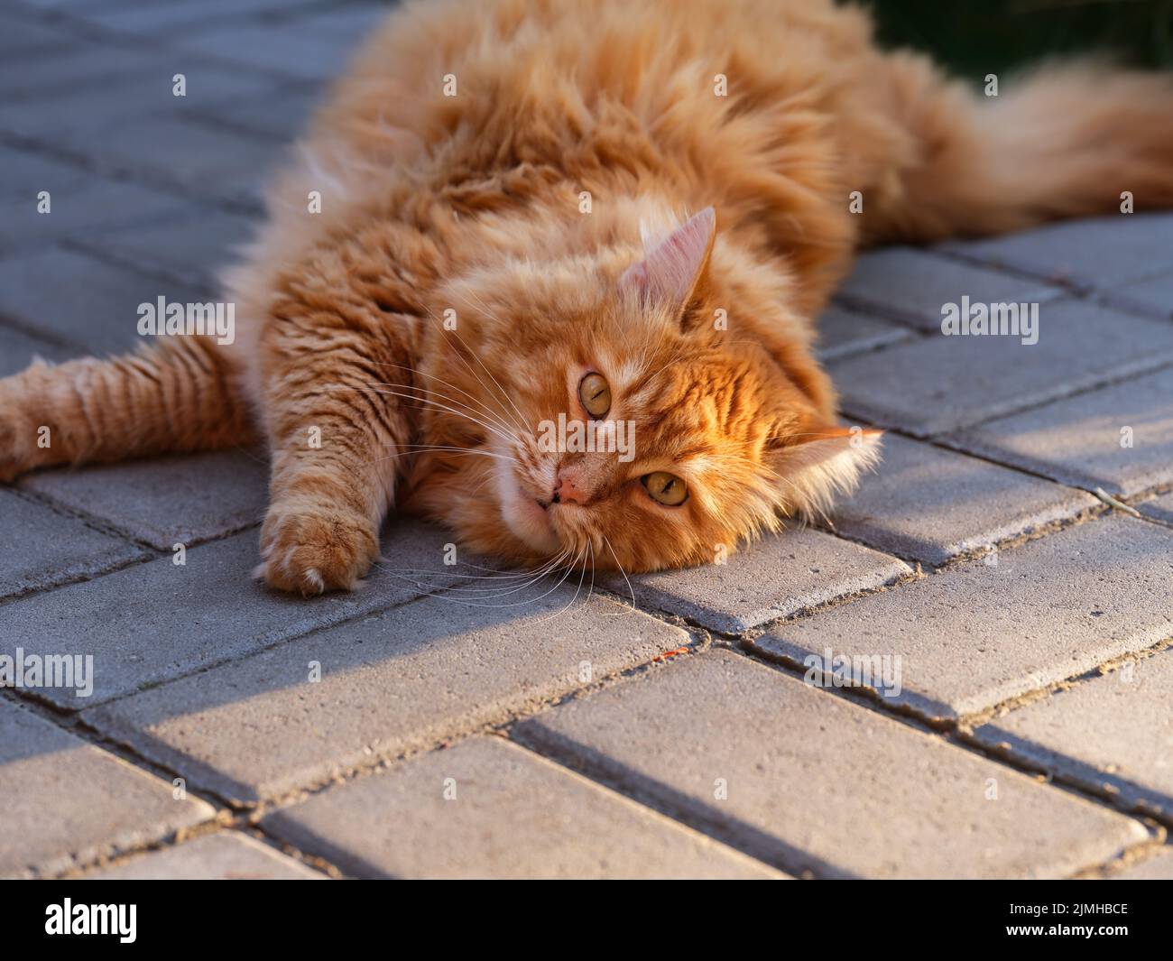 Un gato Ginger tumbado sobre losas de pavimentación. Foto de stock