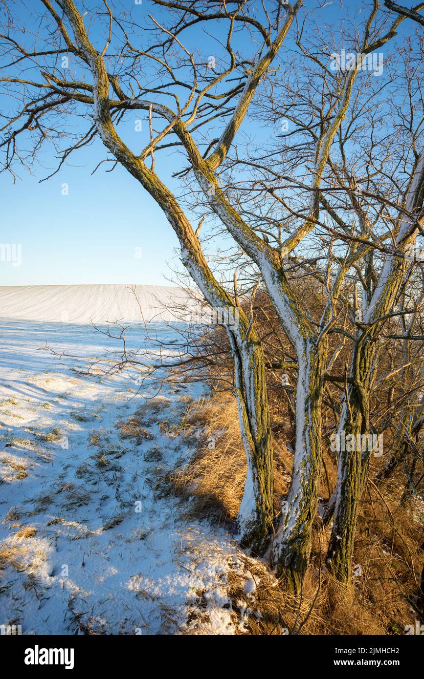 Paisaje de invierno con nieve y árboles Foto de stock