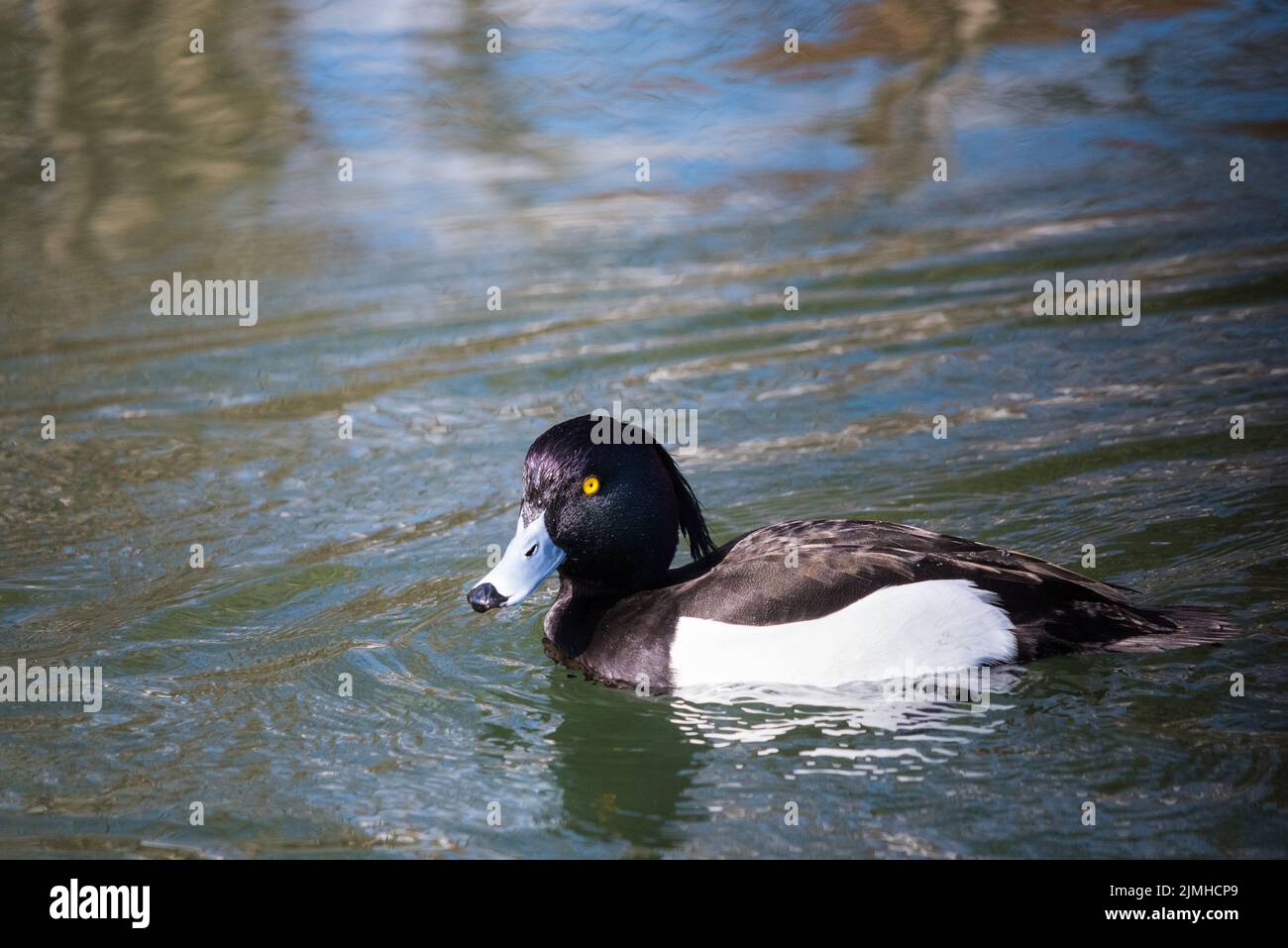 Macho de Pato Tufted nadando en el estanque Foto de stock