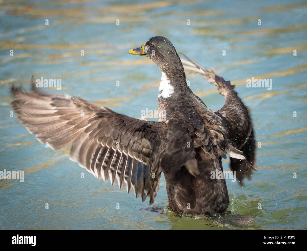Un pato mallard estirando sus alas en el borde del agua Foto de stock