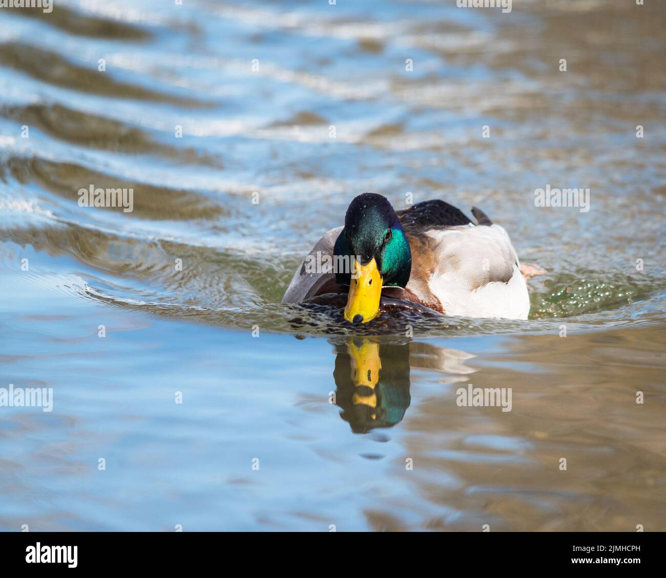 Pato Mallard macho en el agua Foto de stock