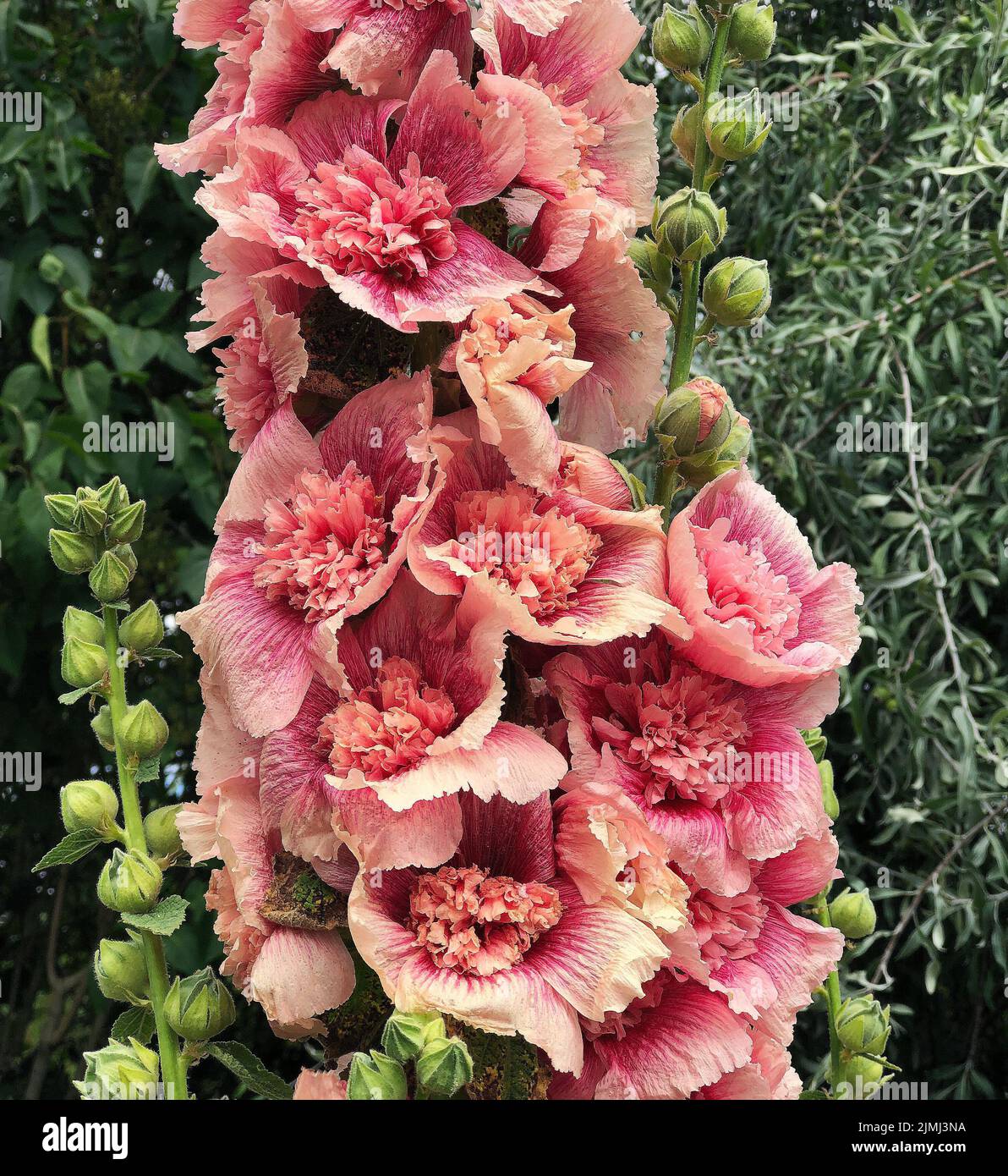 Alcea rosea; coralino rosa doble hollyhock Foto de stock
