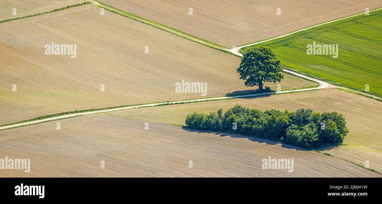 Vista aérea, árbol en el campo, Trachtenberg Unterm, Balve, Sauerland, Renania del Norte-Westfalia, Alemania, DE, Europa, formas y colores, árboles verdes, arte, un Foto de stock