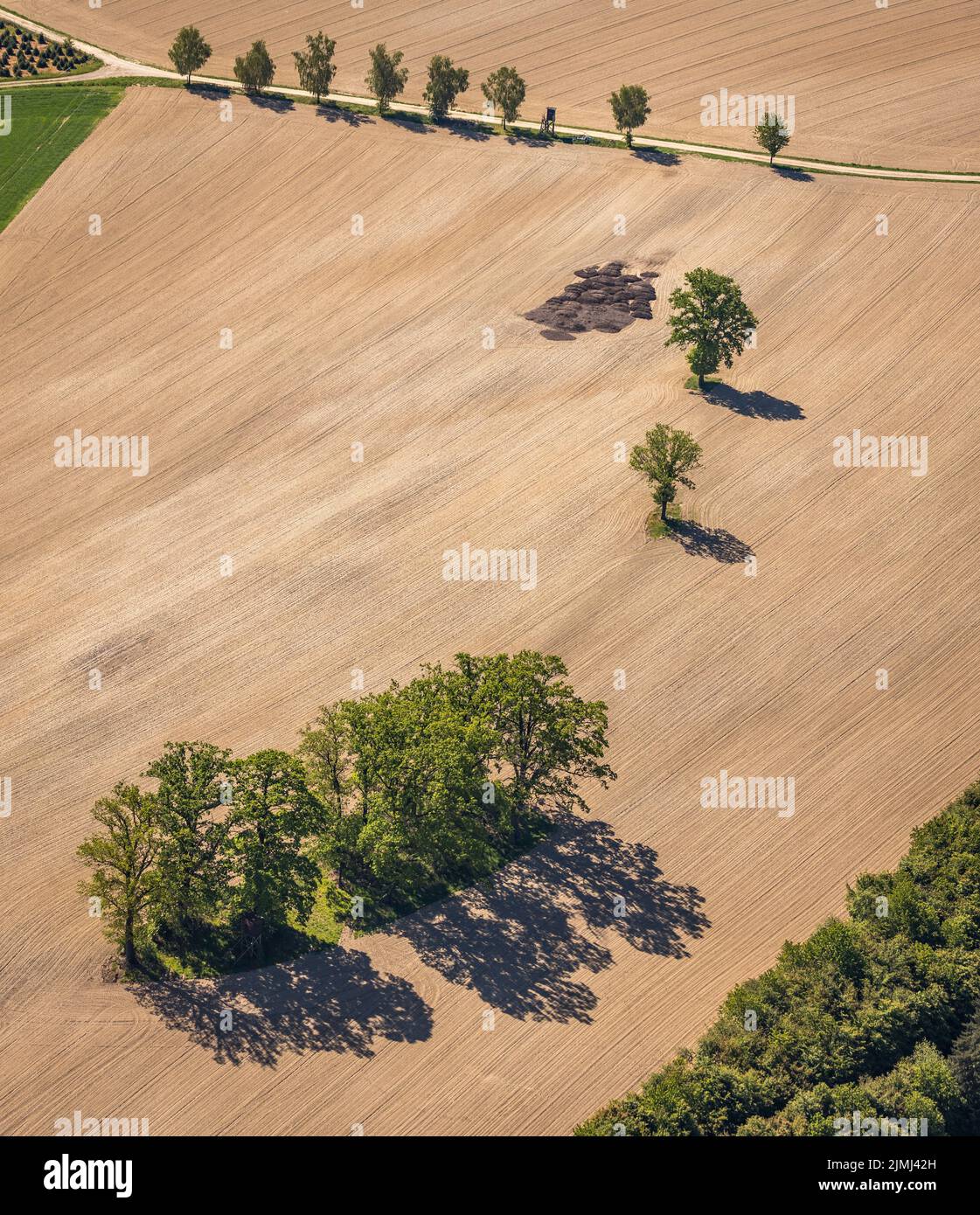 Vista aérea, hilera de árboles en el campo, Büenfeld, Eslohe, Sauerland, Renania del Norte-Westfalia, Alemania, DE, Europa, formas y colores, árboles verdes, Hochsaue Foto de stock