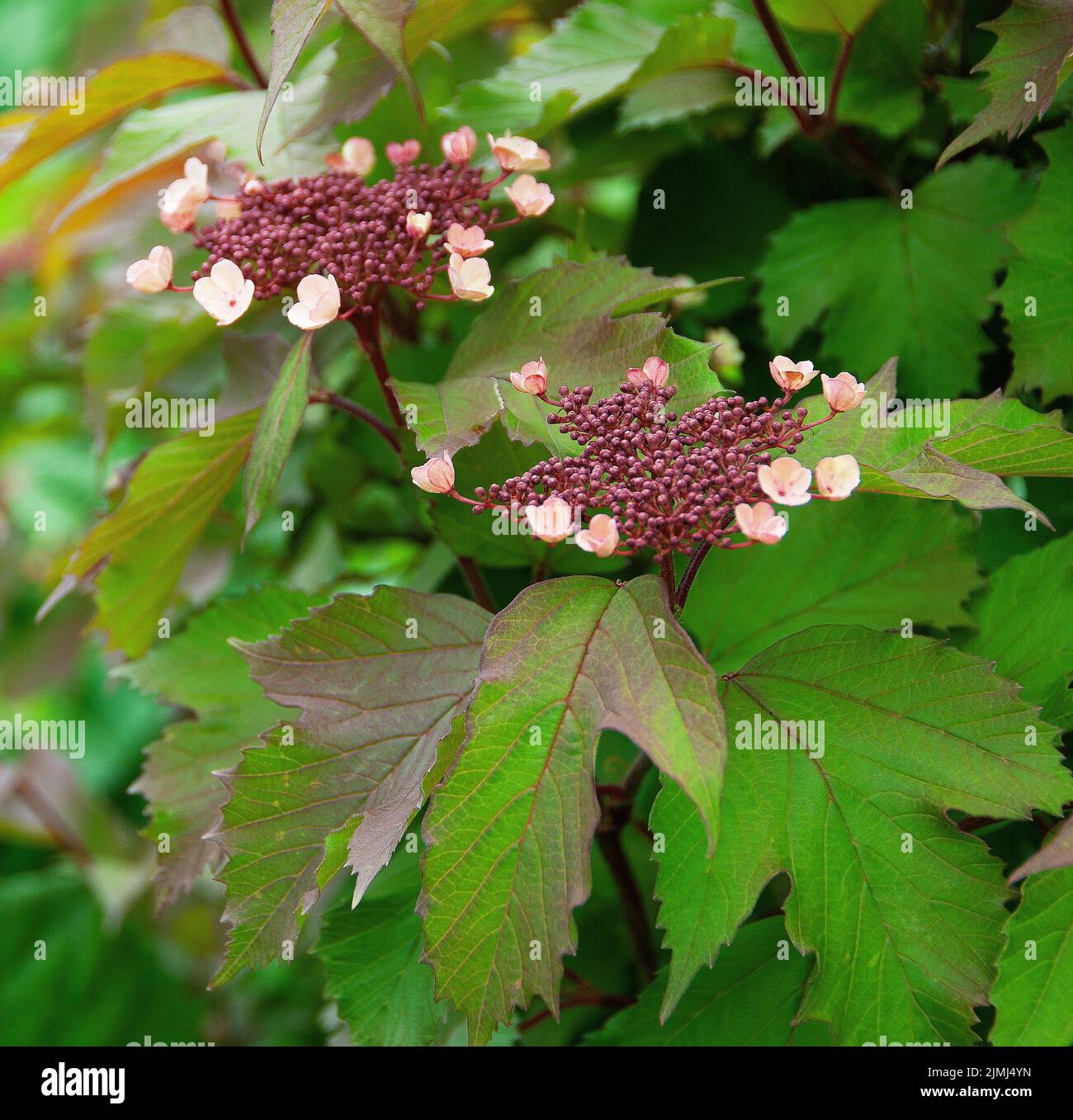 Hortensias quercifolia Foto de stock