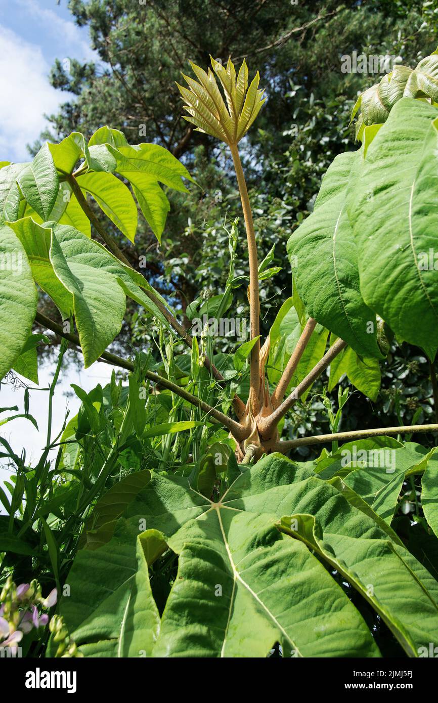 Tetrapanax papirifer conocido comúnmente como la Planta de Papel de Arroz Foto de stock
