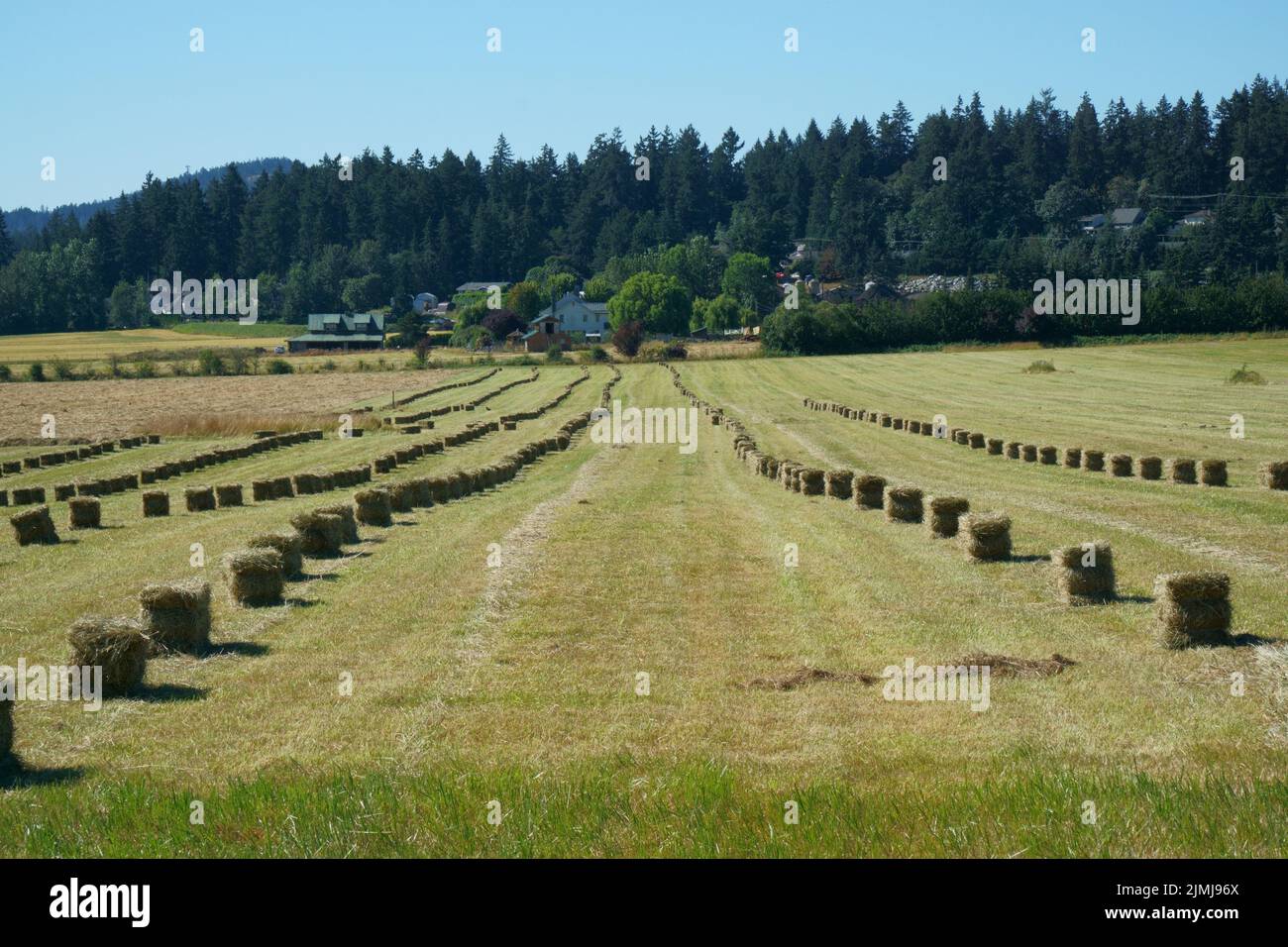 Pacas de heno alineadas en un campo agrícola. Foto de stock